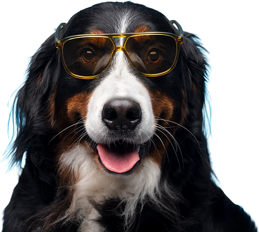 Happy dog
